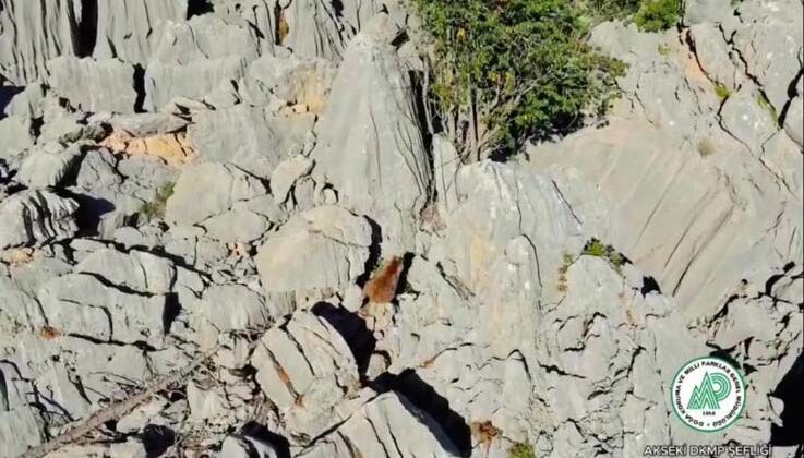 Antalya’da anne ayı ve ikizleri dron ile görüntülendi