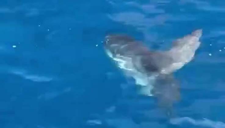 Doğum yapan köpek balığı sandılar, gerçek ay balığı çıktı