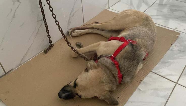 Yaralı halde bulunan sokak köpeğinin röntgen görüntüsü şoke etti