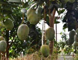 Alanya’da avokado ve mango temalı tropik meyve festivali başlıyor