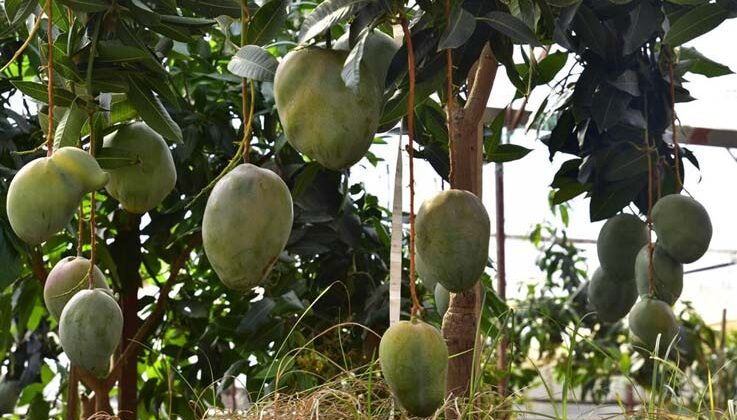 Alanya’da avokado ve mango temalı tropik meyve festivali başlıyor