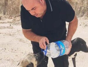 Otomobilindeki 5 litre suyu köpeklere elleriyle içirdi, duygusal anlar yaşandı