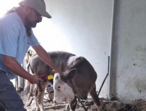 Gazipaşa’da 4 bin 700 büyükbaş hayvana şap aşısı yapıldı