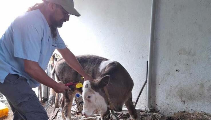Gazipaşa’da 4 bin 700 büyükbaş hayvana şap aşısı yapıldı