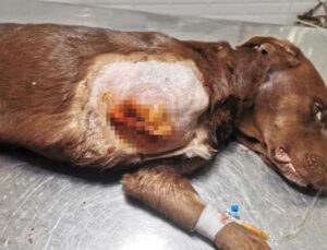 Ayağı kapana sıkışan köpek tedavi edildi