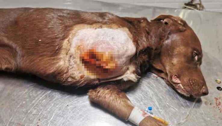 Ayağı kapana sıkışan köpek tedavi edildi