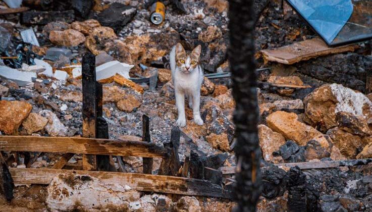 Yangında 6 yavrusunu kaybedip günlerce enkazdan ayrılmayan kedi, annesiz kalan yavruyu sahiplendi
