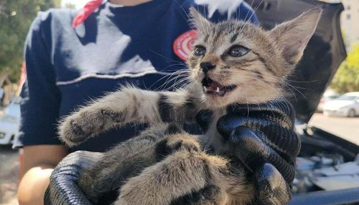 Yavru kediyi kadın itfaiyeci kurtardı, avukat yardımına koştu