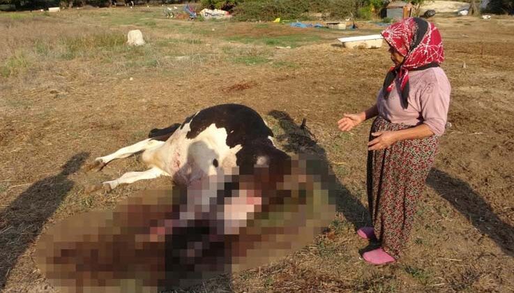 100 bin lira değerindeki Holstein cinsi inek köpekler tarafından telef edildi