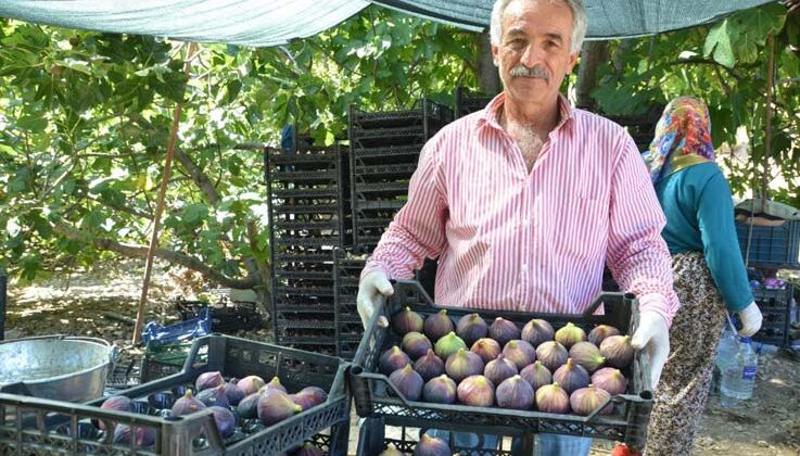 İncirde rekolte düştü, fiyat arttı