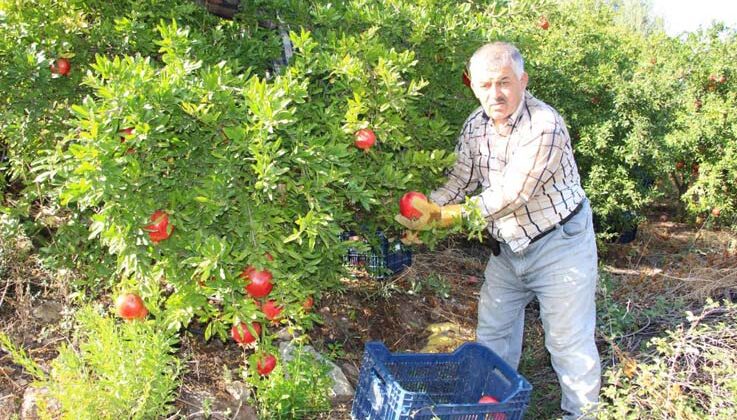Kumluca’da hasadı devam eden narda 20 bin ton rekolte bekleniyor