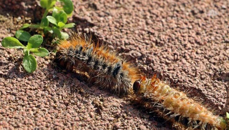 Manavgat’ta çam kese böceği kabusu: 600 çamı kuruttular