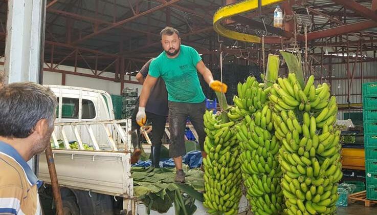 Alanya’da muz hasadı başladı, rekoltenin 150 bin tonu bulması bekleniyor