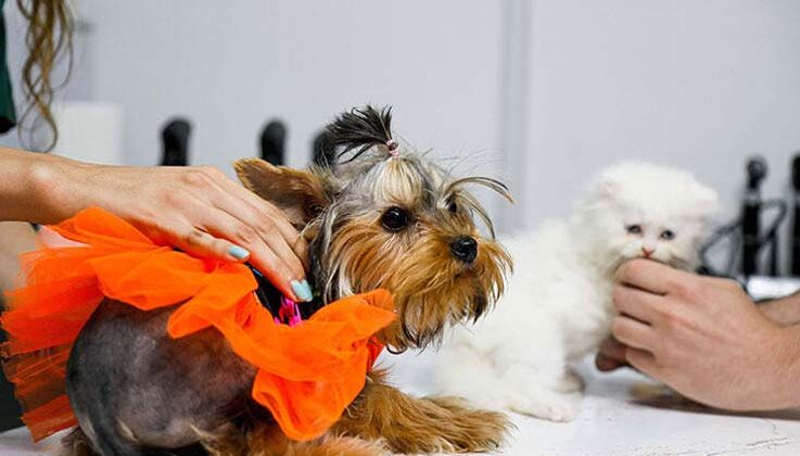 Antalya’da kedi ve köpekler için sağlık sigortasına yoğun ilgi