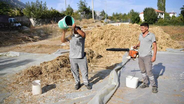 Lezzetiyle ünlenen Çandır fasulyesinde hasat zamanı