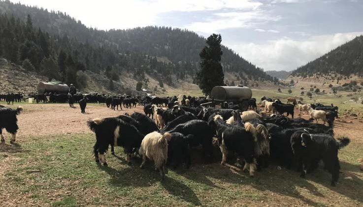 Antalya’da Yörüklerin yayla dönüşü başladı