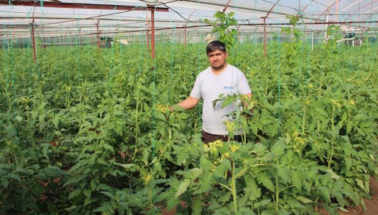 Domates serasına yabancı ot ilacı atıp fidanlara zarar verdiler