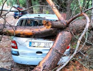 Kemer’de fırtına ağaçları devirdi ağaçlar zarar gördü, totemler fırtınaya dayanamadı