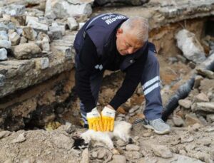 Hafriyat altına sıkışan kedi kalp masajı uygulanarak hayata döndürüldü