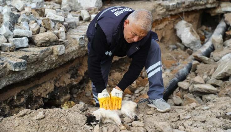 Hafriyat altına sıkışan kedi kalp masajı uygulanarak hayata döndürüldü