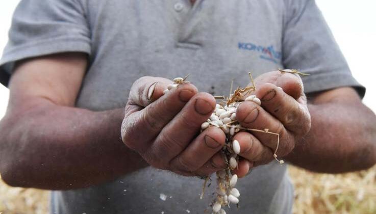 Konyaaltı’nda “Çandır Fasulyesi Şenliği” başlıyor