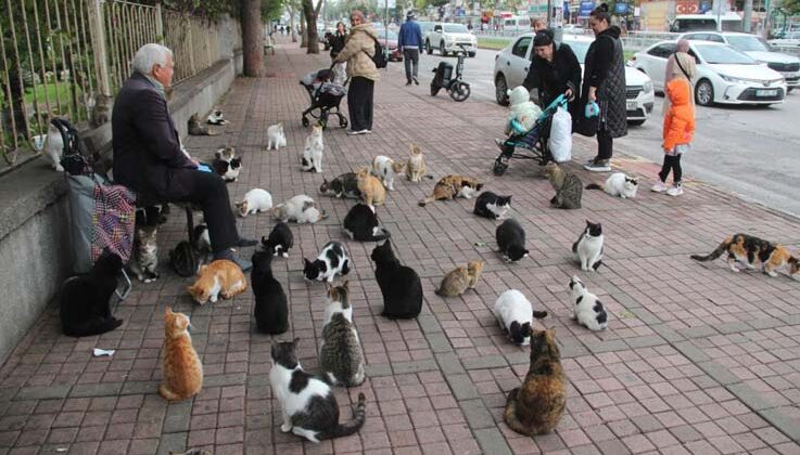 Sokak kedilerinin ’Kedici babası’