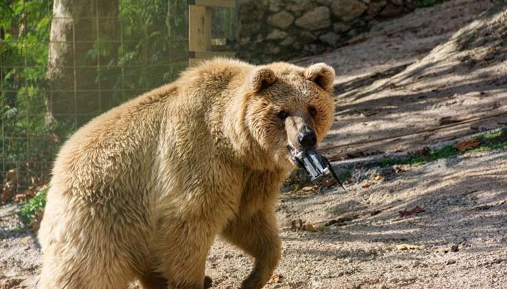 Gazetecilerin su havuzuna düşen dronunu boz ayı kurtardı