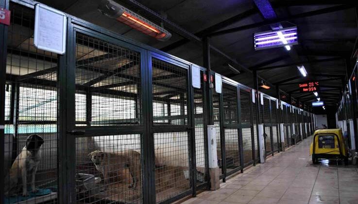 Sokak hayvanları için tam zamanlı ısıtıcılar devrede