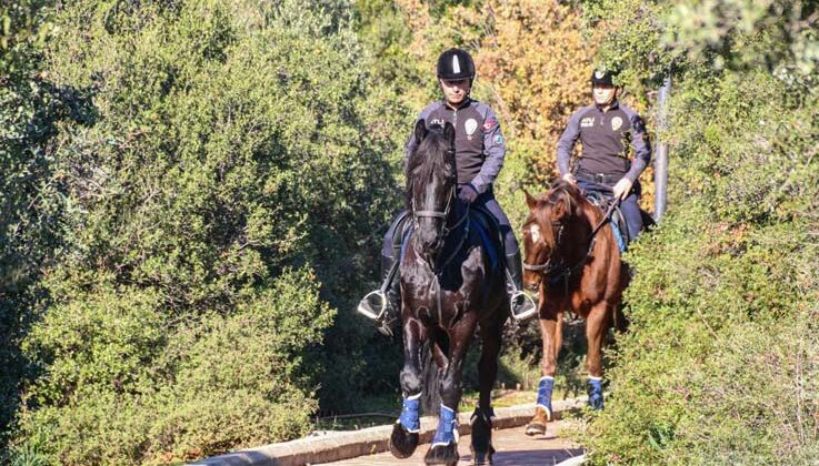 Antalya’nın orman ve sahilleri Börü ve Vinner’a emanet