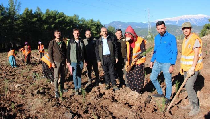 Kumluca’ya 50 dönümlük alanda ikinci bal ormanı