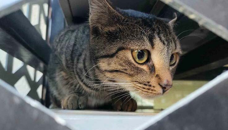 Mamaya ulaşmaya çalışırken klima üniteleri arasında mahsur kalan kedi kurtarıldı