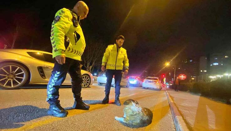 Polisin içleri ısıtan sokak köpeği nöbeti