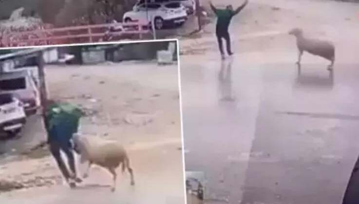 Yolun karşısına geçmek isterken koçun saldırısıyla kendini yerde buldu