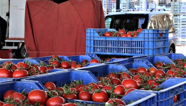 Antalya’da Ocak’ta domates miktarı geçen aya göre yüzde 8,9 arttı