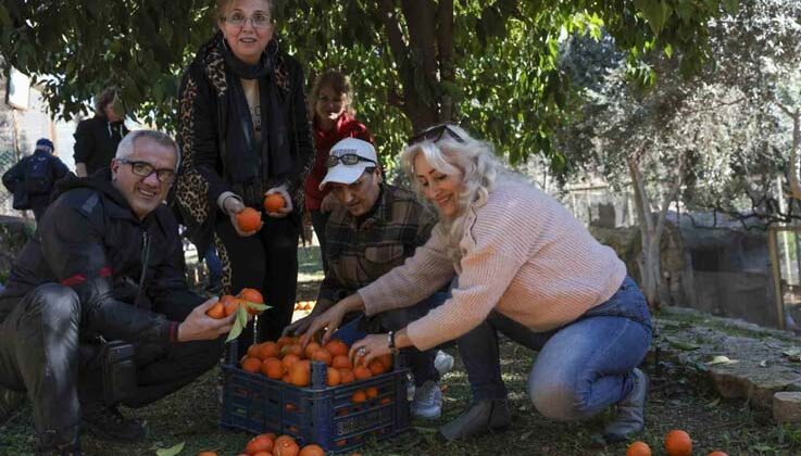 Büyükşehir turunçları reçele dönüştürüyor