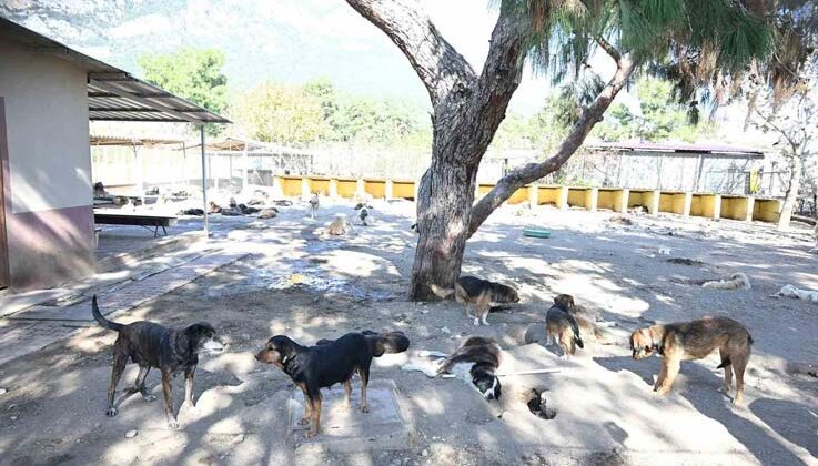 Kemer’de ocak ayında 229 hayvan kısırlaştırıldı