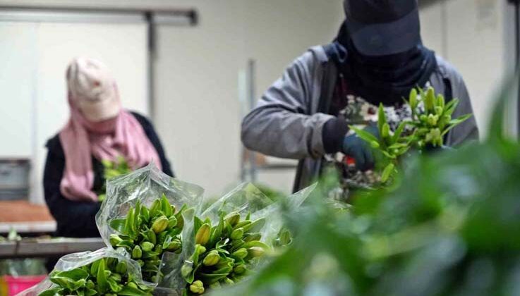 Antalya’dan Sevgililer Günü için dünyaya Türkiye nüfusu kadar çiçek
