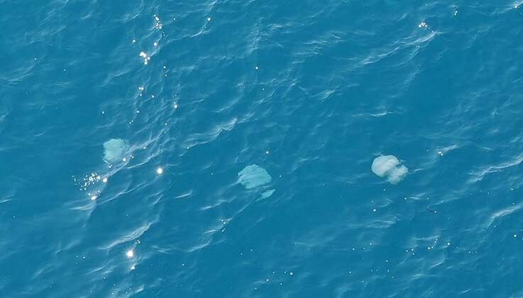 Dev denizanalarının sürü halindeki geçişleri dron ile görüntülendi