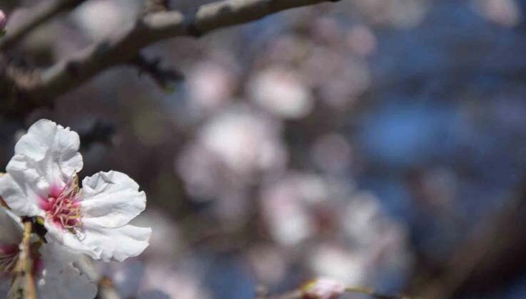 Antalya’da meyve ağaçları çiçek açtı