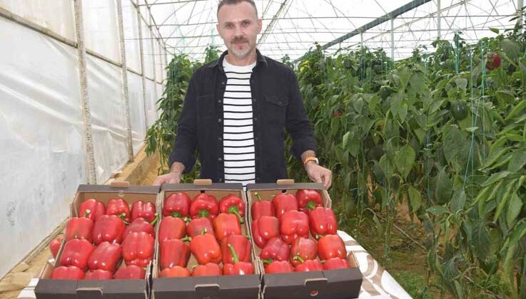 Kardeş ülkeden alınan tohumla Kaliforniya biber üretiminde kalite arttı