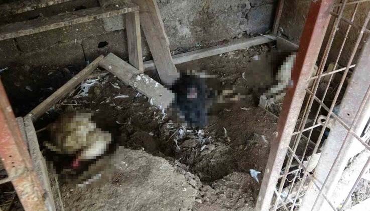 Başıboş kurt köpekleri kümesteki tavukları telef etti