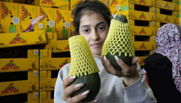 Türk avokadosu Rusya pazarında kilogramı 5 dolardan yok satıyor