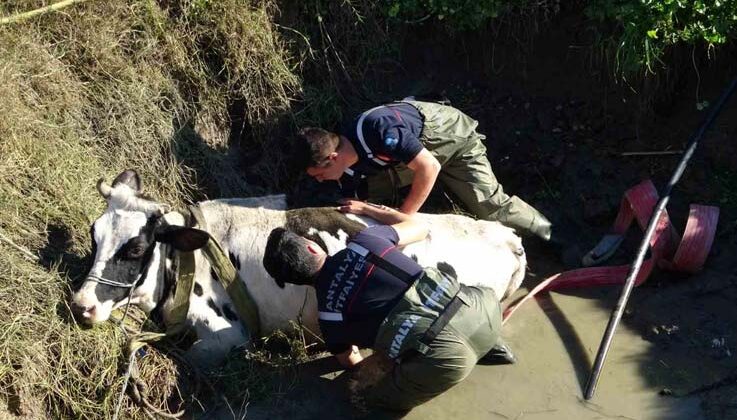 Antalya’da sulama kuyusuna düşen inek seferberliği