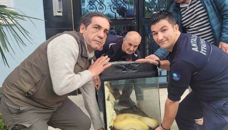 Antalya’da ikinci piton vakası, bu kez apartmanın içerisinden çıktı