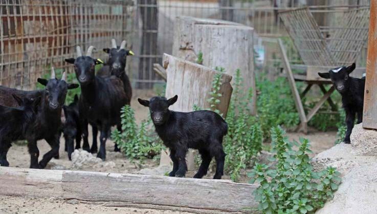 Büyükşehir Doğal Yaşam Parkı’nda yeni doğan yavrular şenlendirdi
