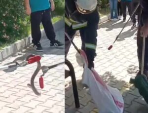 Okul bahçesindeki yılanı itfaiye ekipleri yakaladı