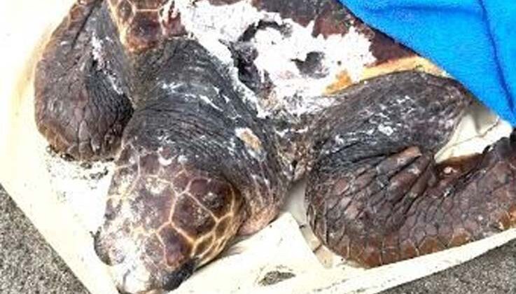 Tekne pervanesinin çarptığı deniz kaplumbağası tedavi altına alındı