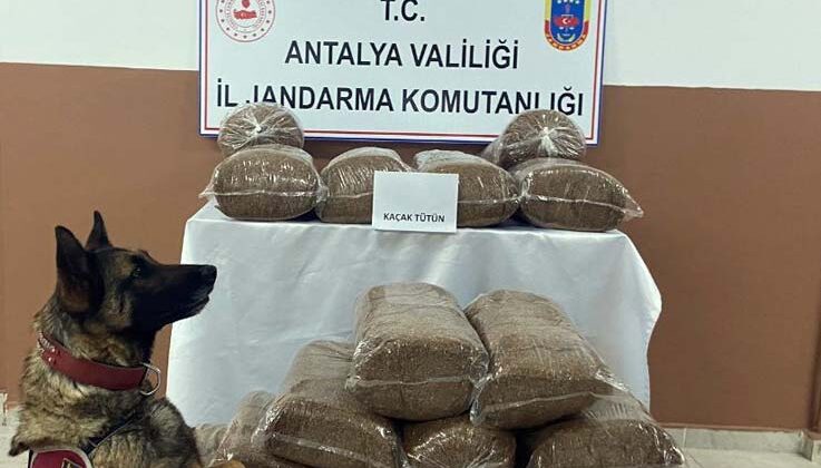 230 kilogram kaçak tütün ele geçirildi