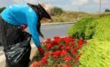Alanya’da 571 bin 250 adet mevsimlik çiçek toprakla buluştu