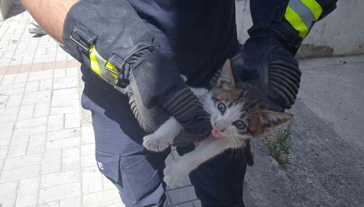 Alanya’da motosikletin içine sıkışan kedi 15 dakikalık çalışmayla kurtarıldı